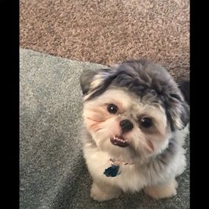 Meet your Posher, Harmonye